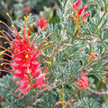 Grevillea Seaspray 140mm
