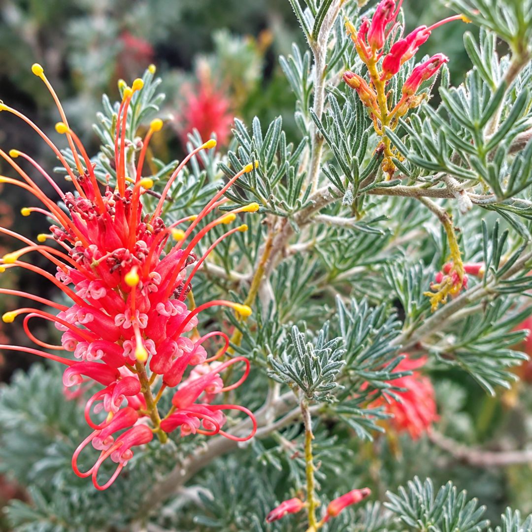 Grevillea Seaspray 140mm