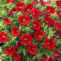 Calibrachoa Aloha Dark Red 140mm