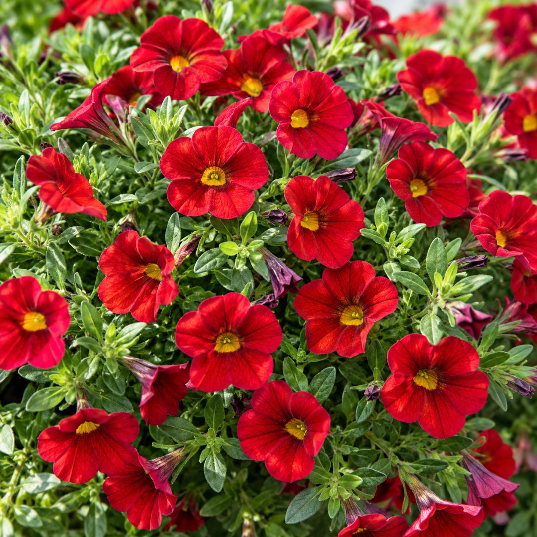 Calibrachoa Aloha Dark Red 140mm
