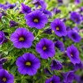 Calibrachoa Aloha Midnight Blue 140mm