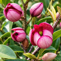 Michelia Figo 140mm
