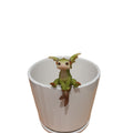 Elliot The Dragon Sitting Pot Hanger