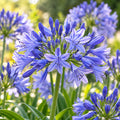 Agapanthus Bingo Blue 140mm