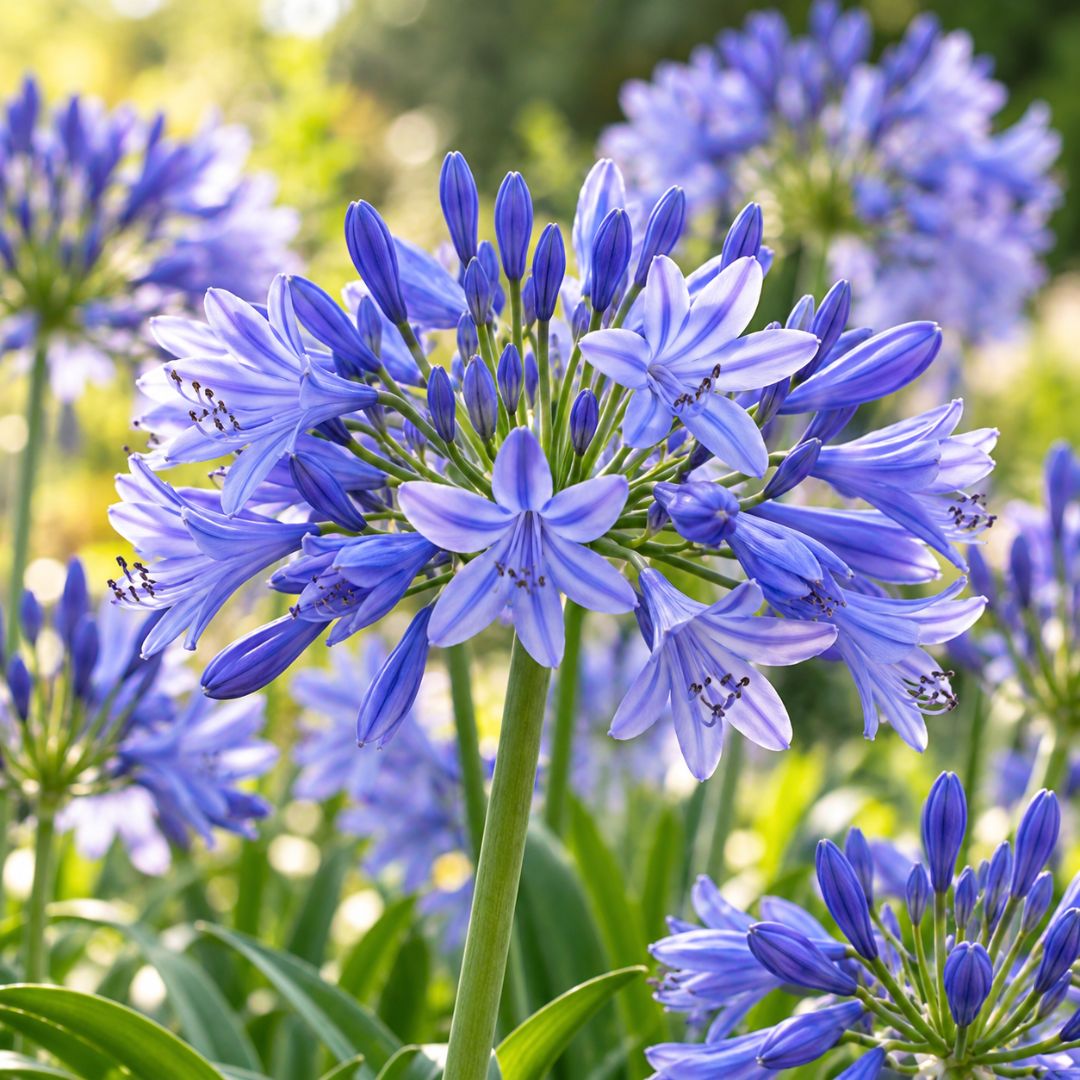 Agapanthus Bingo Blue 140mm