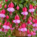 Fuchsia Ballerina Assemble 140mm