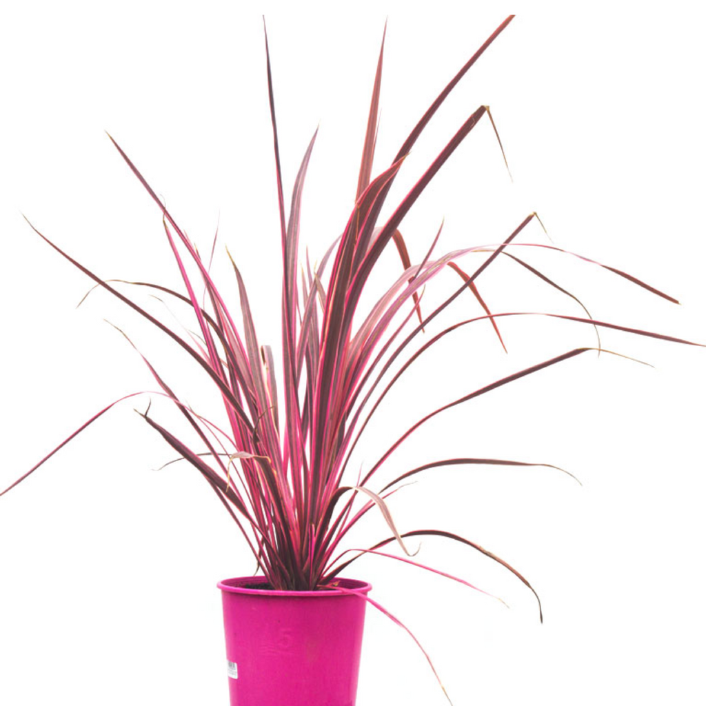 Cordyline Australis Electric Pink 200mm
