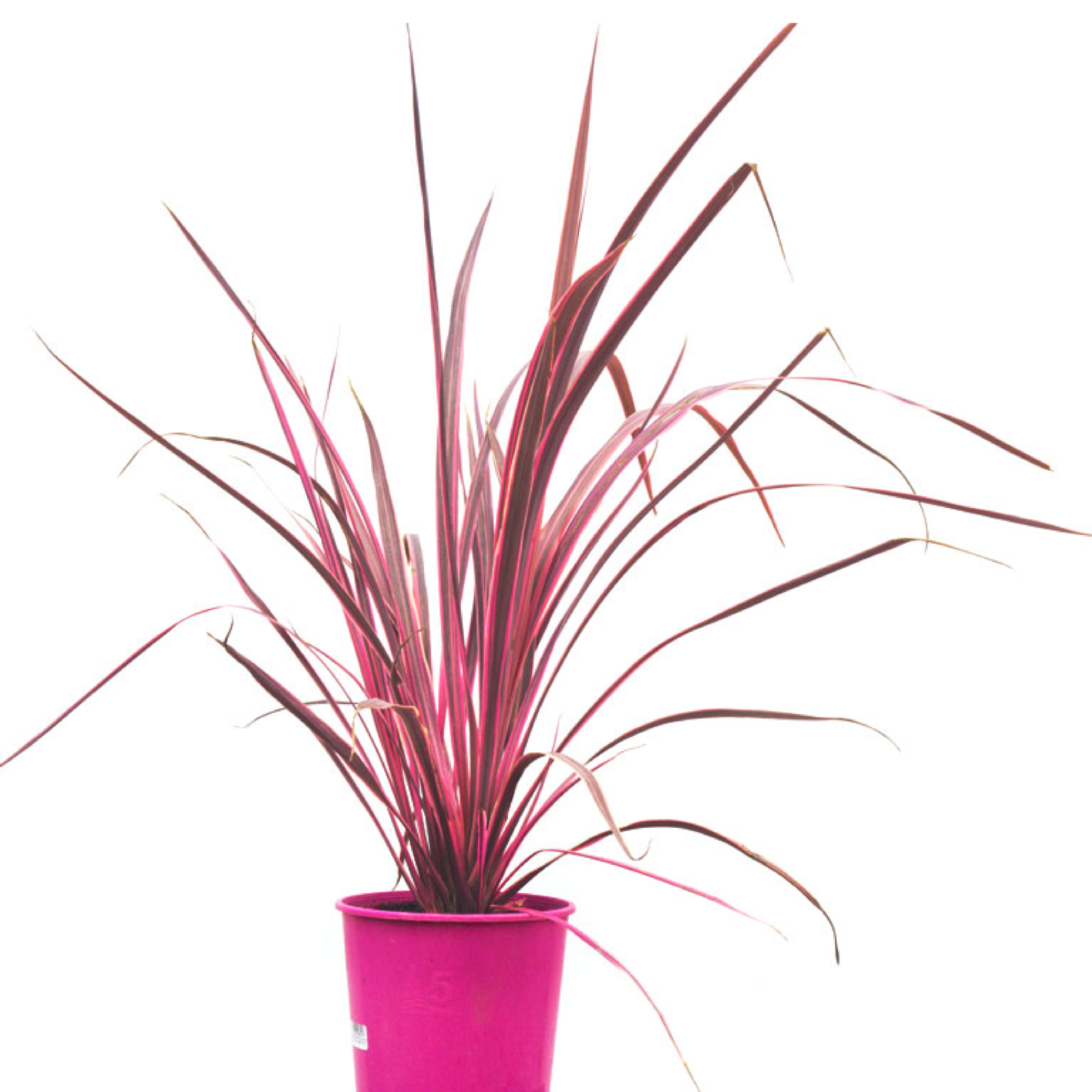 Cordyline Australis Electric Pink 200mm