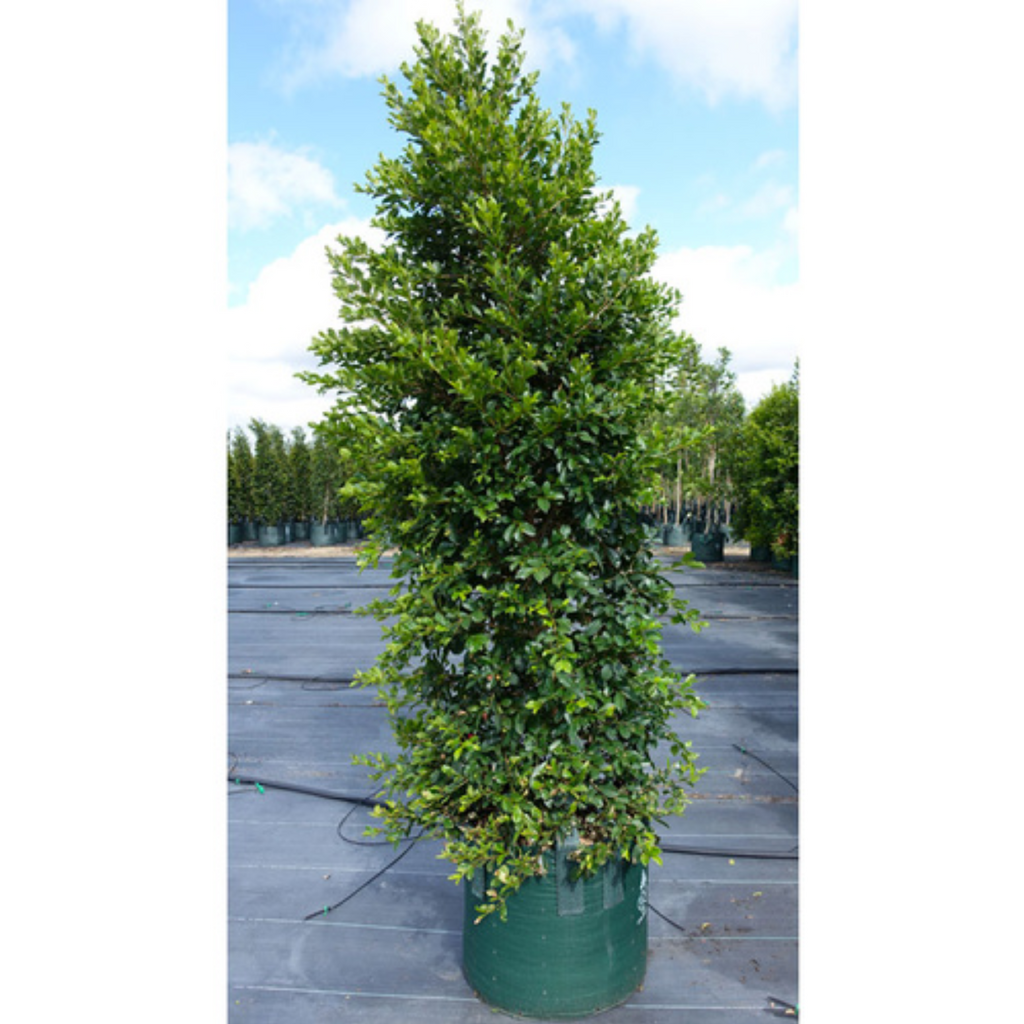 Syzygium Backyard Bliss 200mm