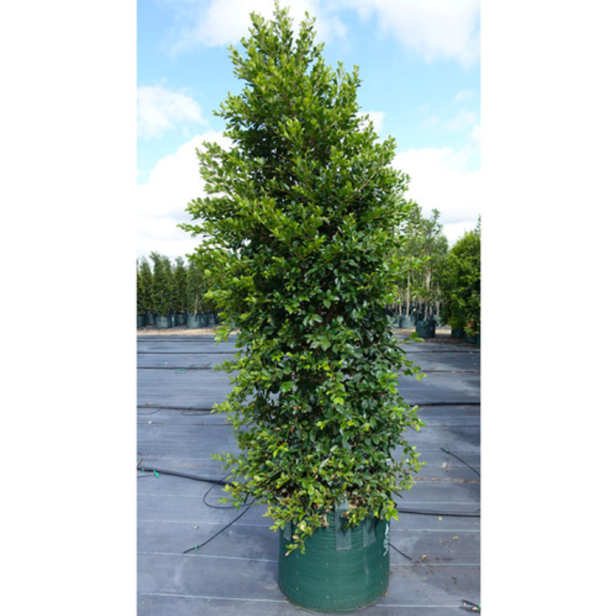 Syzygium Backyard Bliss 200mm