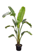 Strelitzia Nicholai 300mm