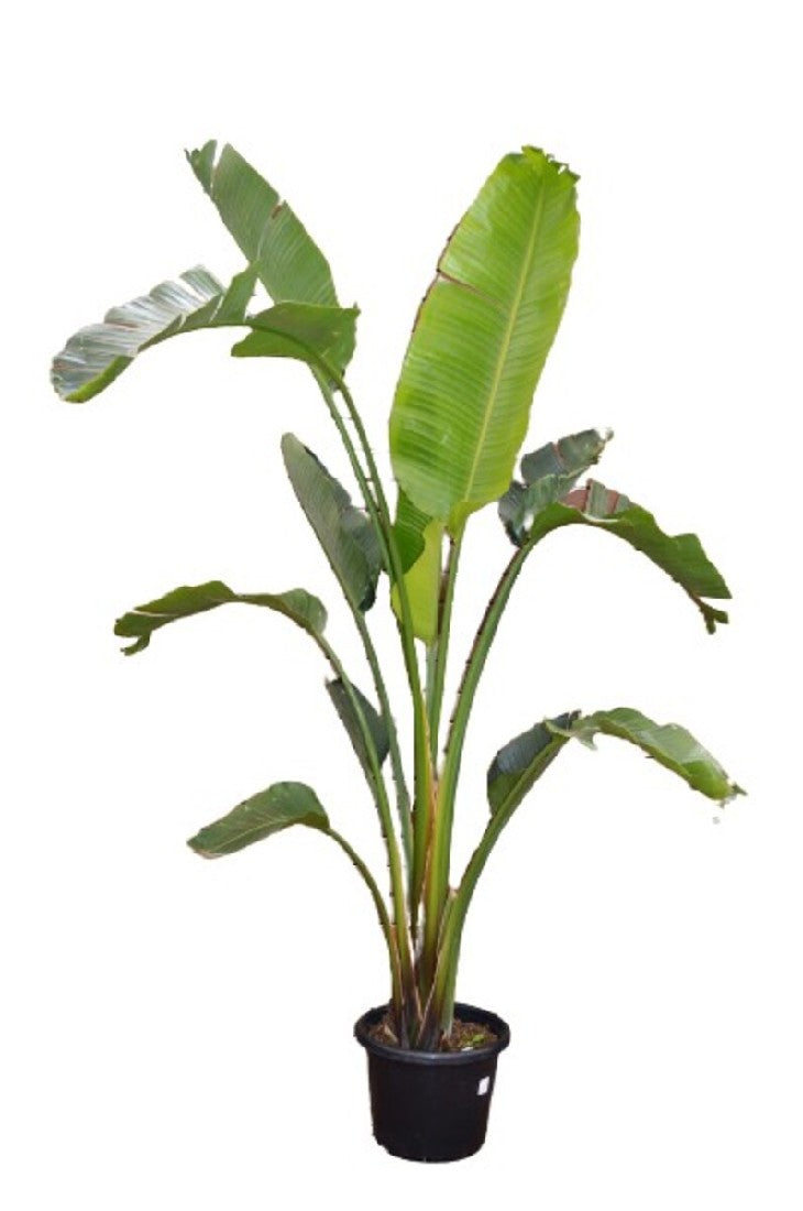 Strelitzia Nicholai 300mm