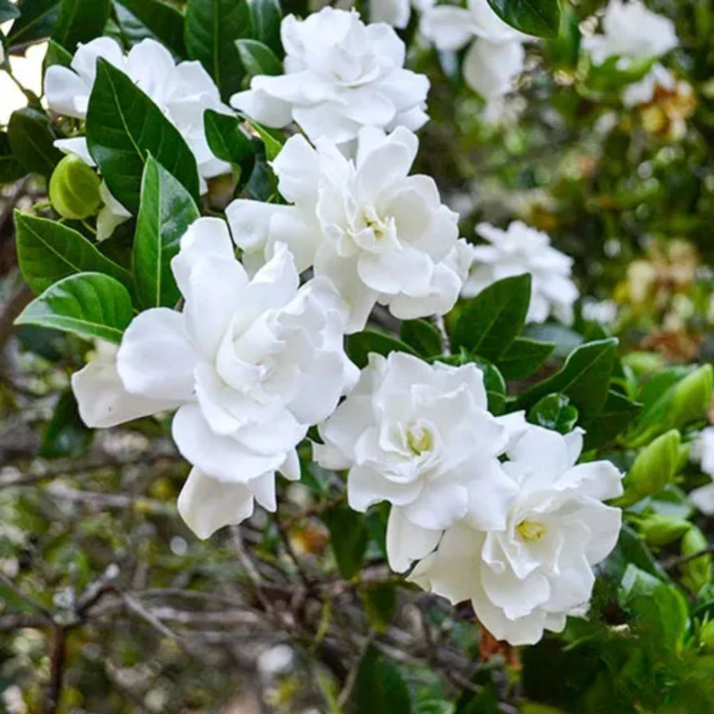 Gardenia Magnifica 140mm