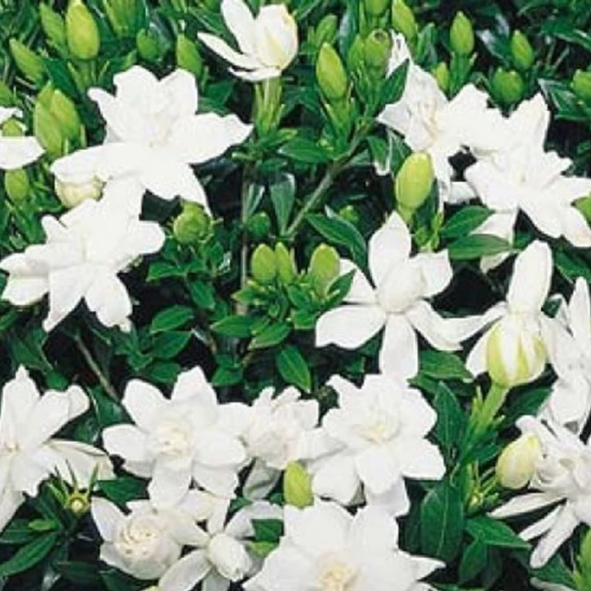 Gardenia Radicans 140