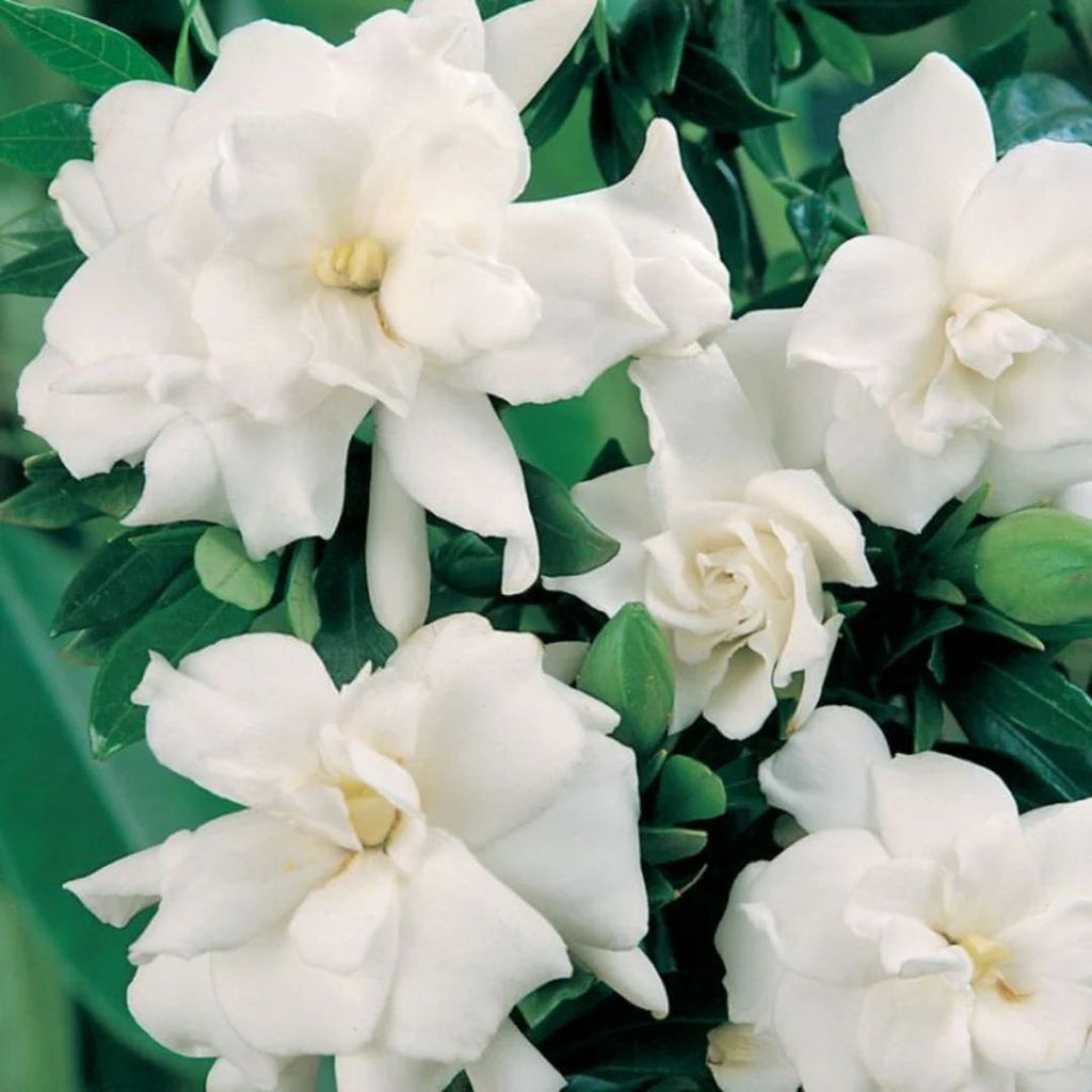 Gardenia Radicans 140