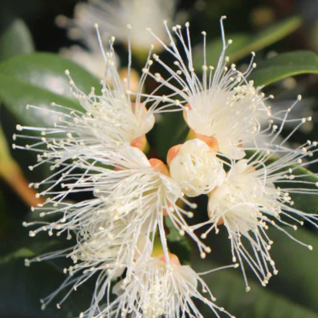 Syzygium Backyard Bliss 250mm