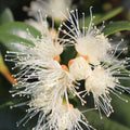 Syzygium Backyard Bliss 250mm