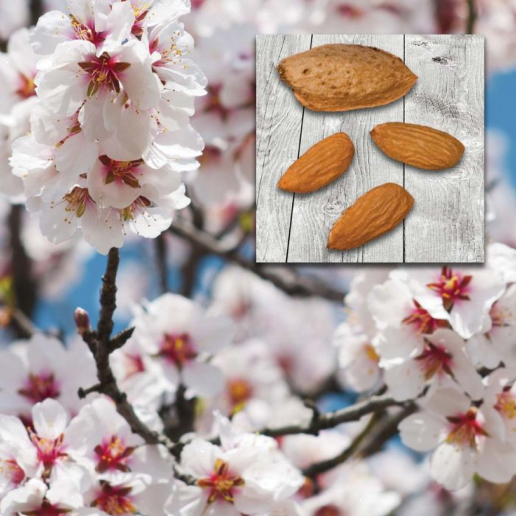 Almond All In One  300mm