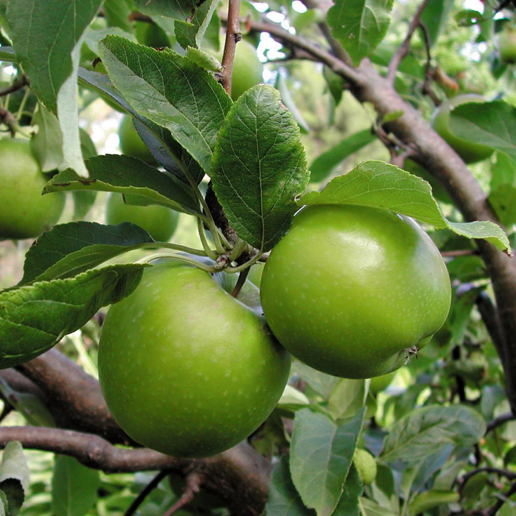 Apple Granny Smith Dwarf 300