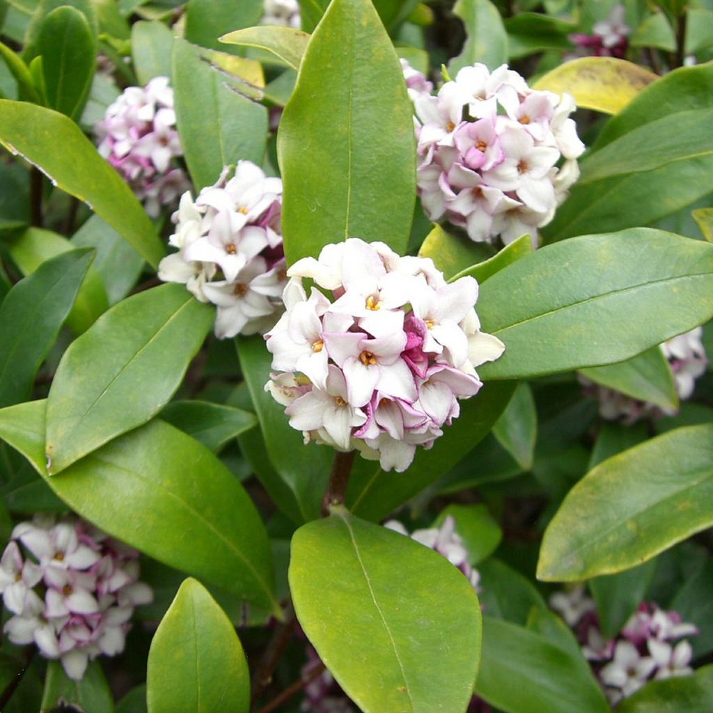 Daphne Odora 200mm