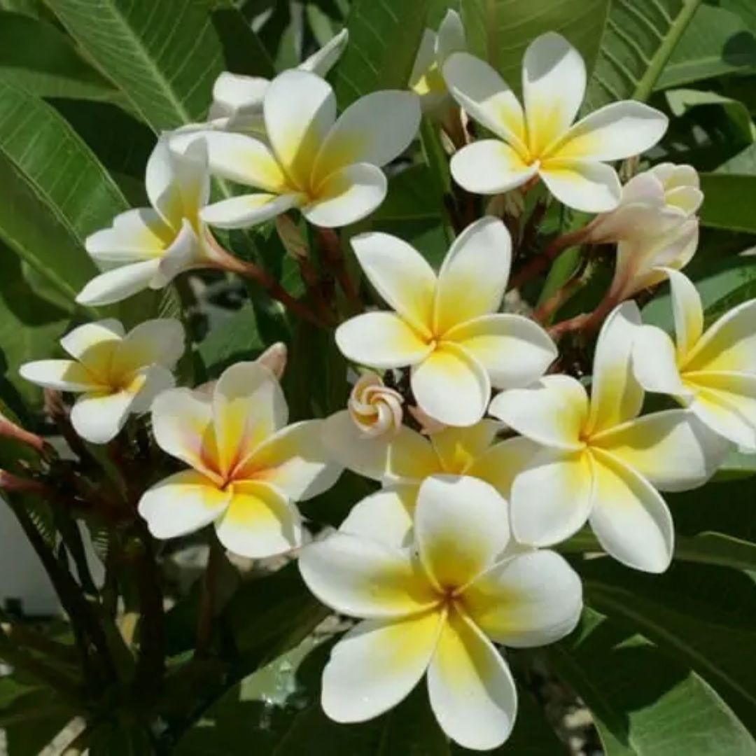 Plumeria 200mm