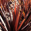 Cordyline Australis Red Star 200