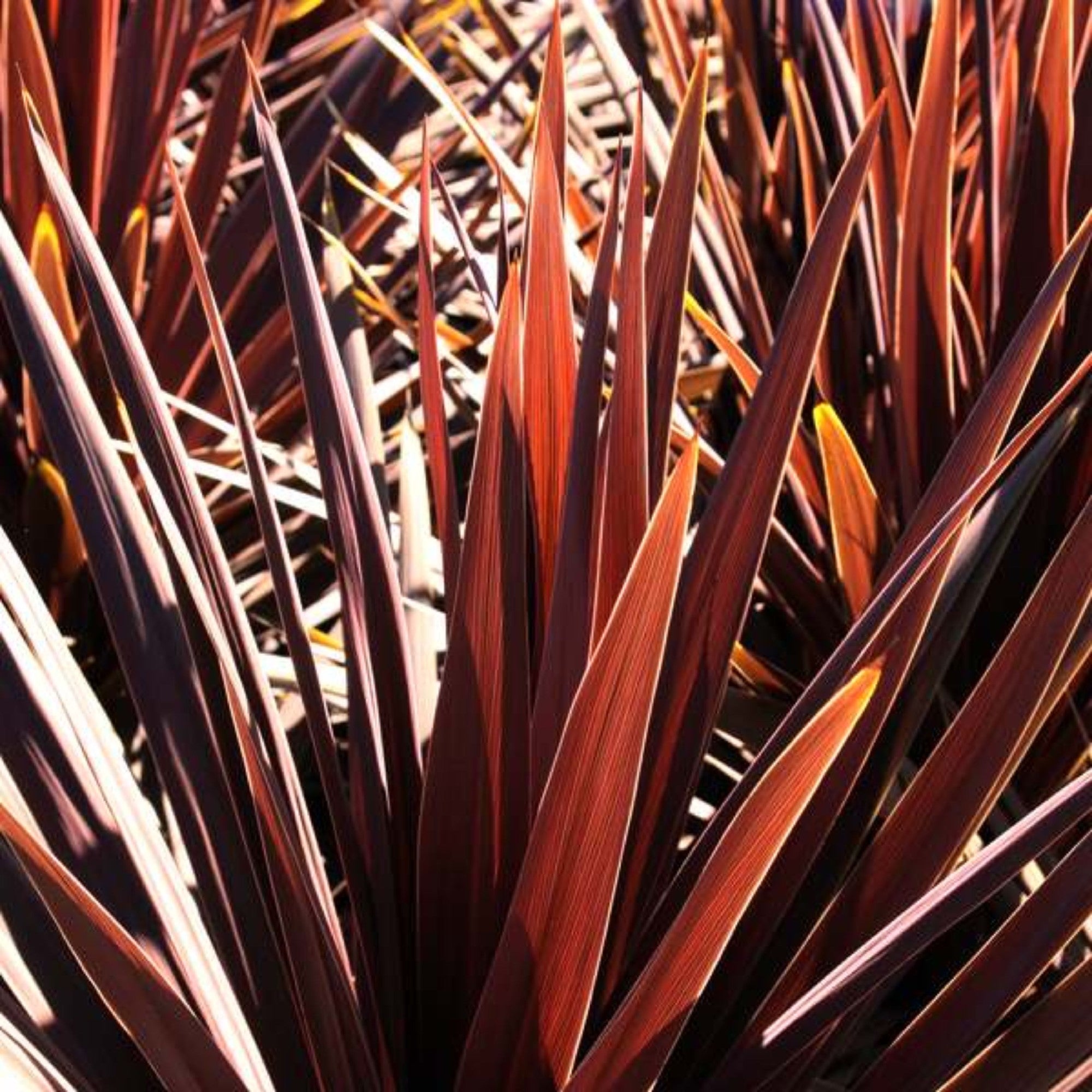 Cordyline Australis Red Star 200