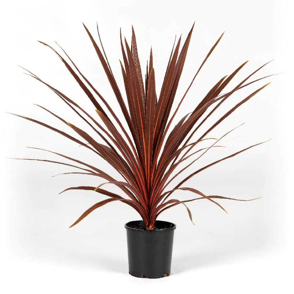 Cordyline Australis Red Star 200