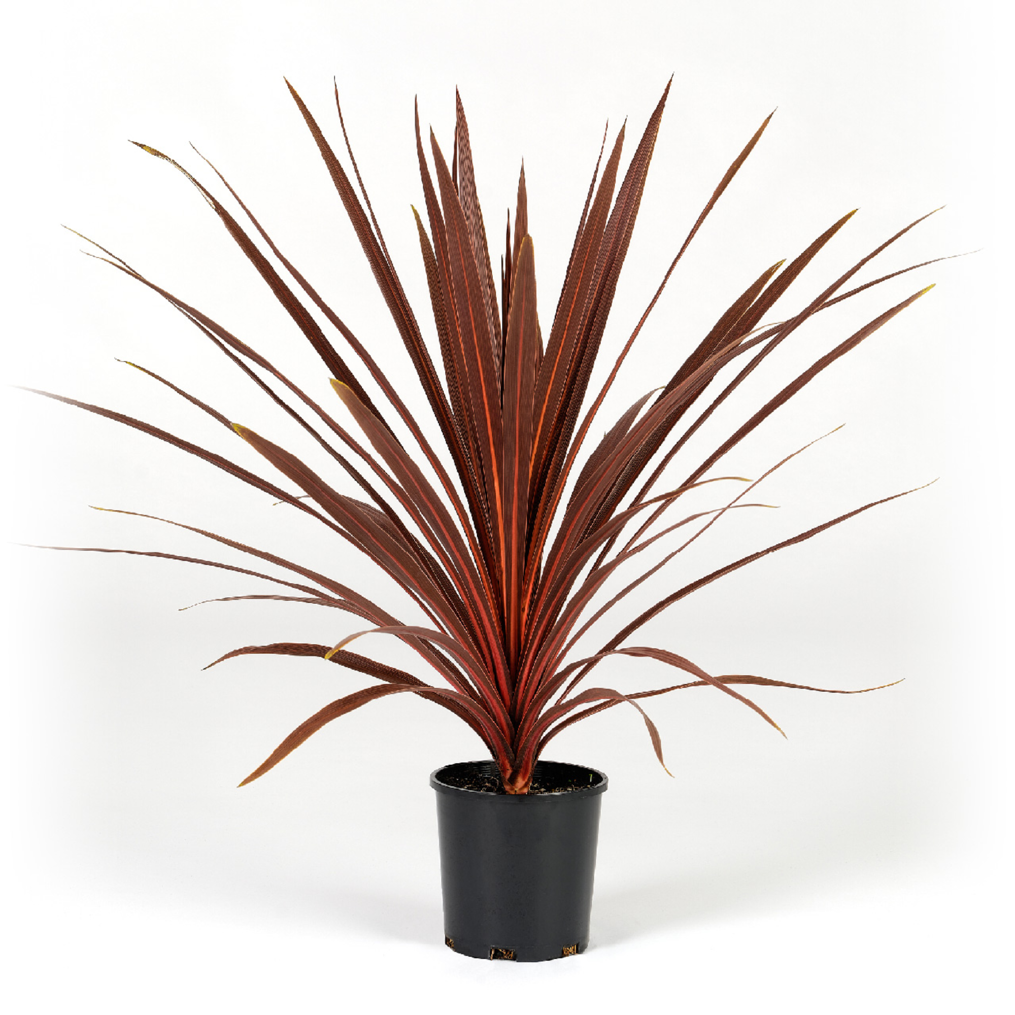 Cordyline Australis Red Star 200