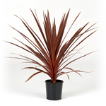 Load image into Gallery viewer, Cordyline Australis Red Star 200
