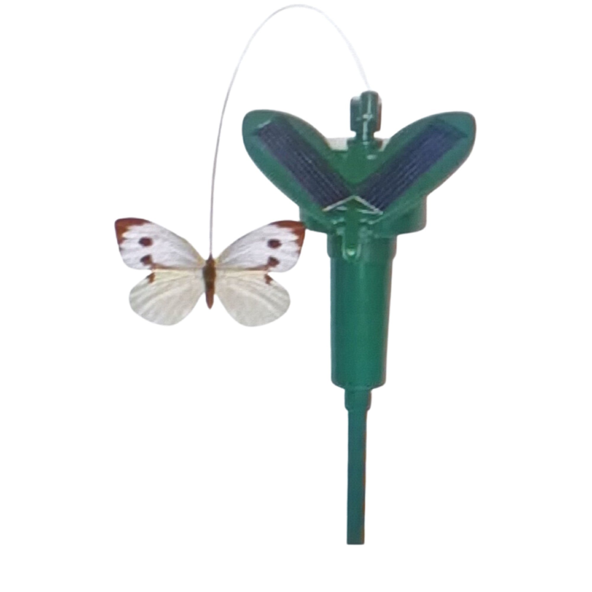 Solar Fluttering Buterfly Cabage White