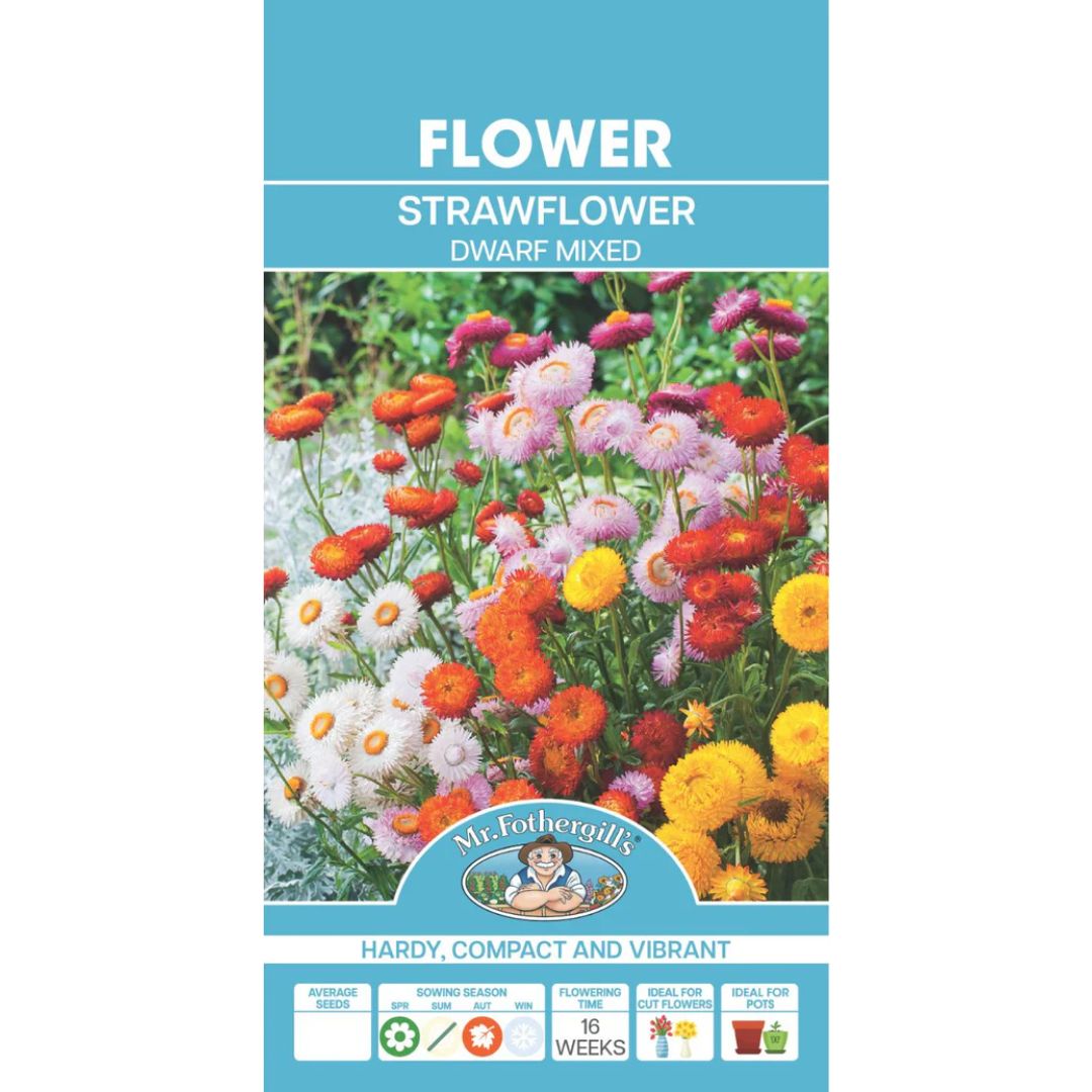 Fothergills Strawflower Dwarf Mixed