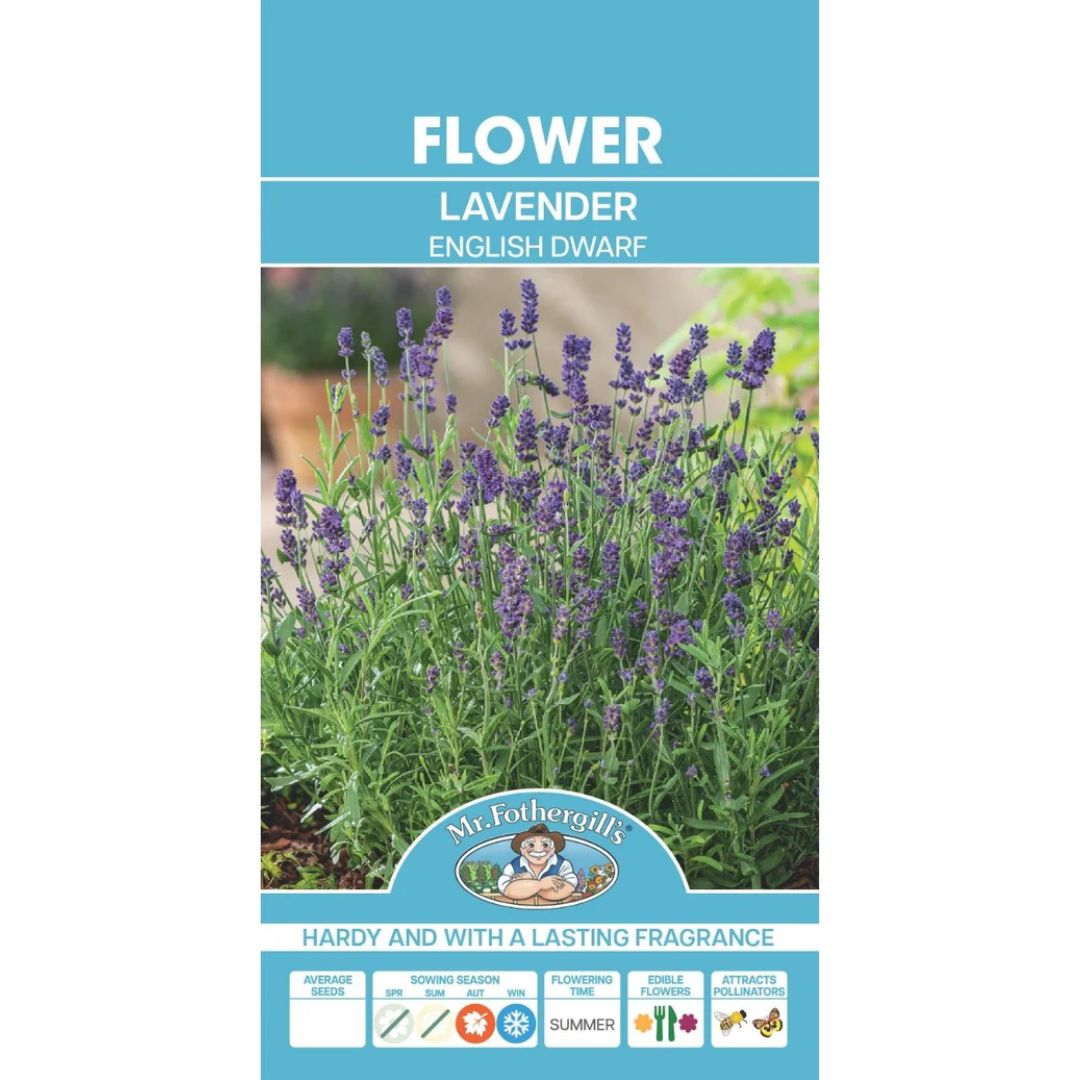 Fothergills Lavender English Dwarf