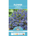 Fothergills Lobelia Crystal Palace Compacta