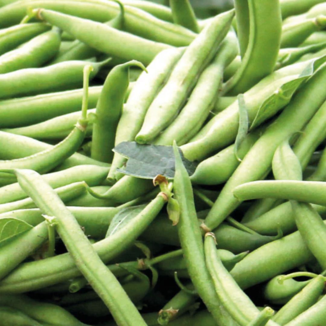 Fothergills Dwarf Bean Gourmets Delight