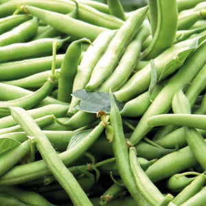 Fothergills Dwarf Bean Gourmets Delight
