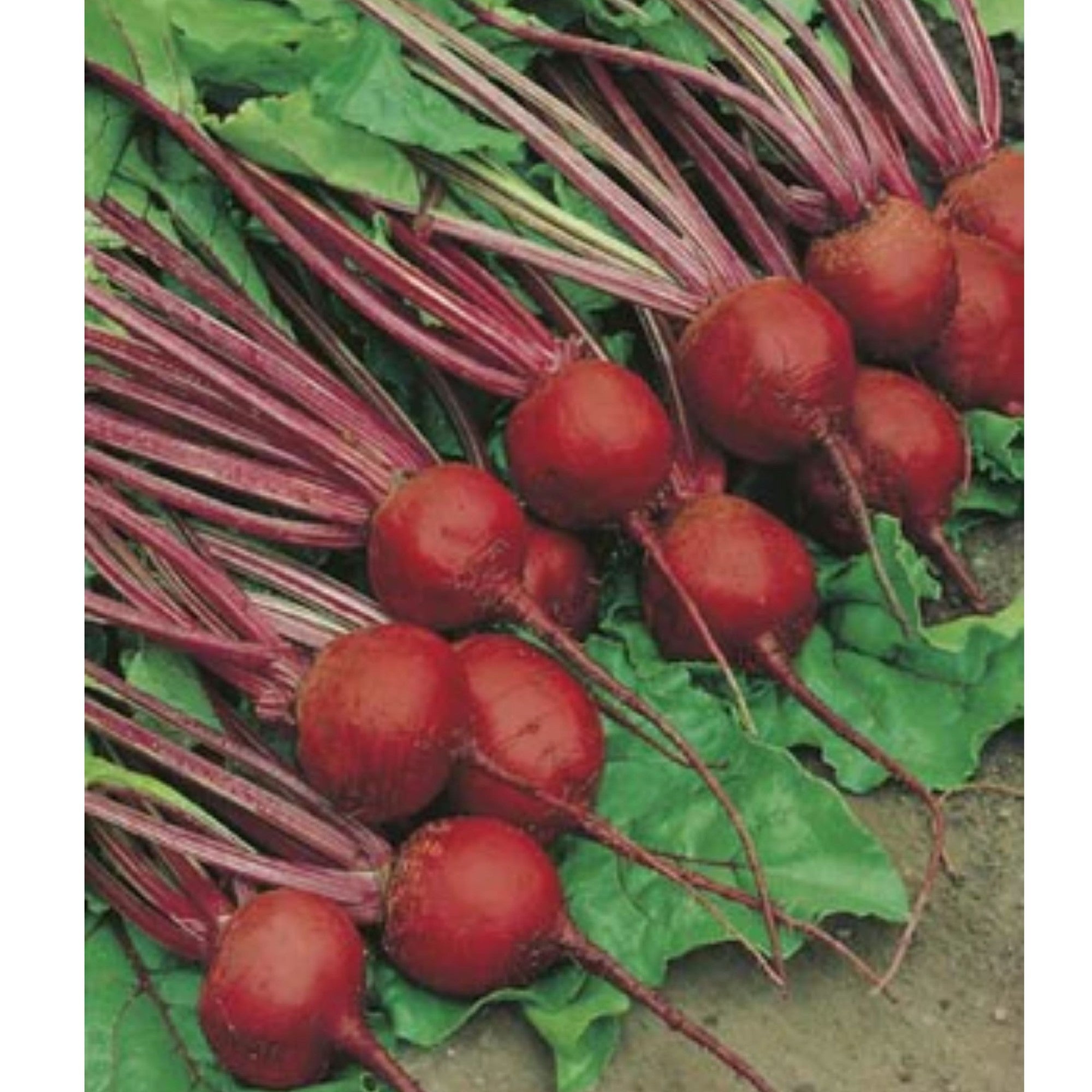 Fothergills Beetroot Crimson Globe