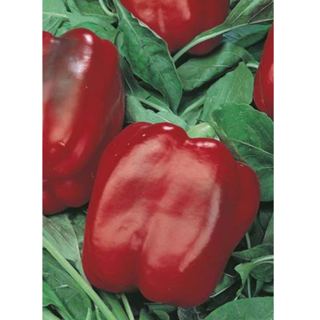 Fothergills Capsicum Californian Wonder