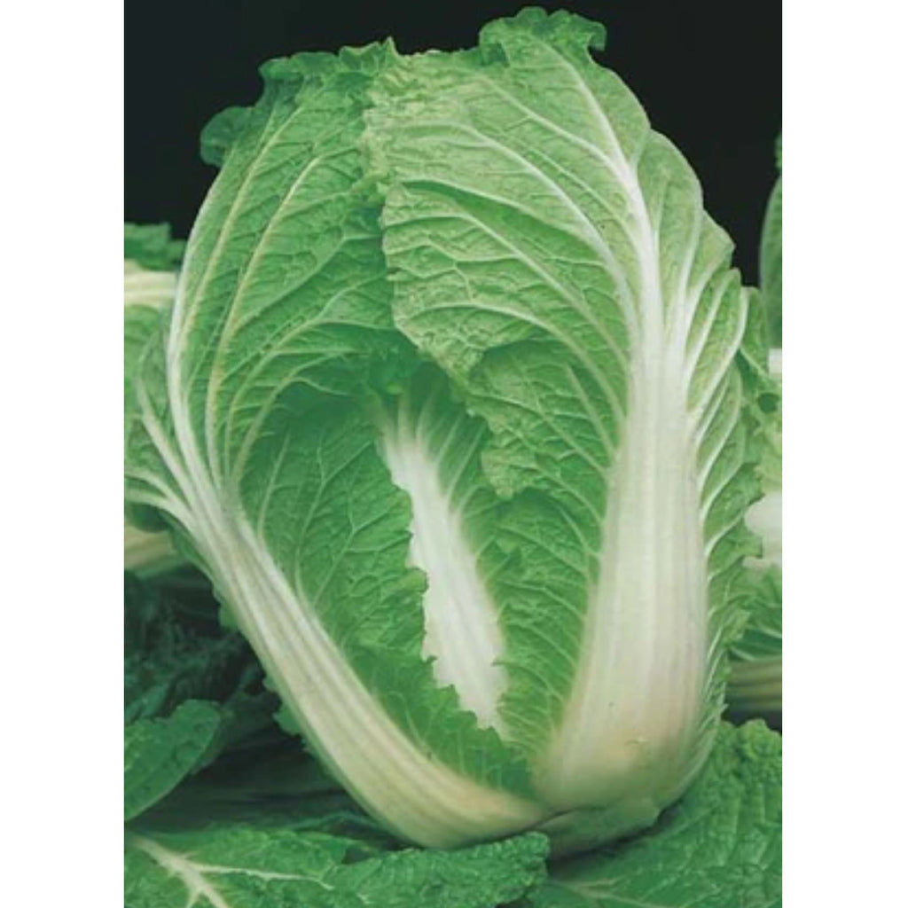 Fothergills Chinese Cabbage Nagaoka