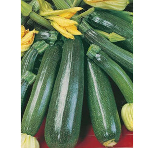 Fothergills Zucchini Greenskin