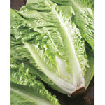 Load image into Gallery viewer, Fothergills Lettuce Green Cos
