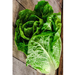 Load image into Gallery viewer, Fothergills Lettuce Green Cos
