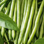 Load image into Gallery viewer, Fothergills Dwarf Bean Brown Beauty
