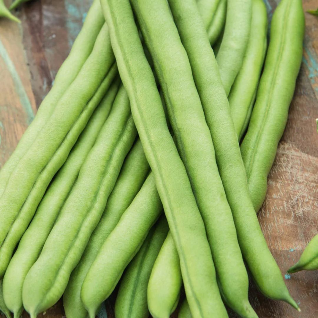 Fothergills Climbing Bean Blue Lake