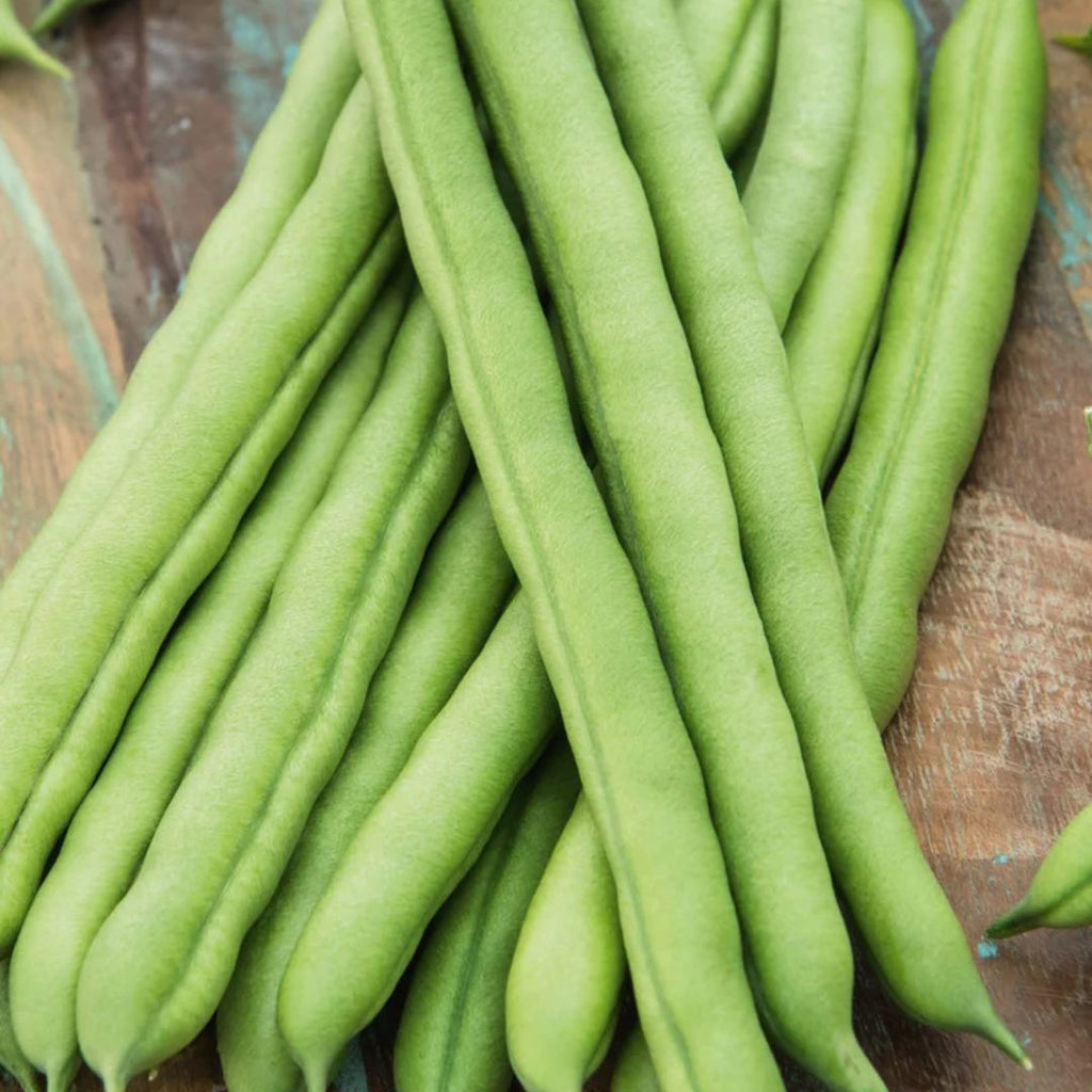 Fothergills Climbing Bean Blue Lake