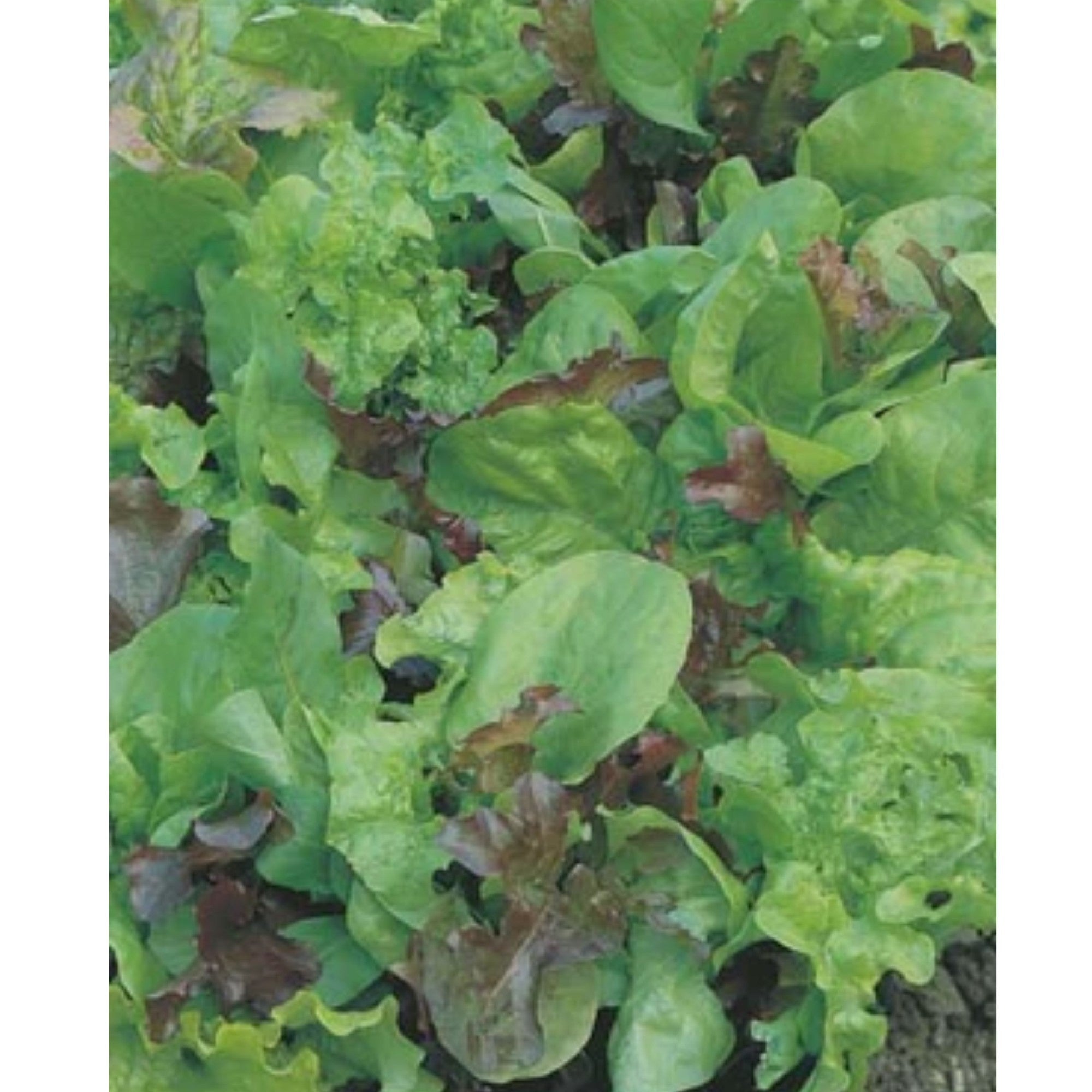 Fothergills Lettuce Mixed Salad Leave