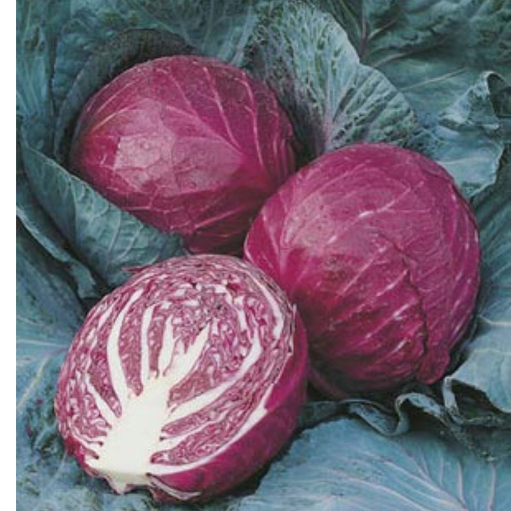 Fothergills Cabbage Red Ruby Ball F1