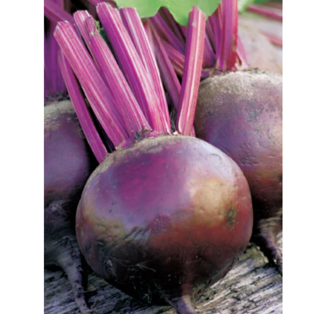 Fothergills Beetroot Moulin Rouge