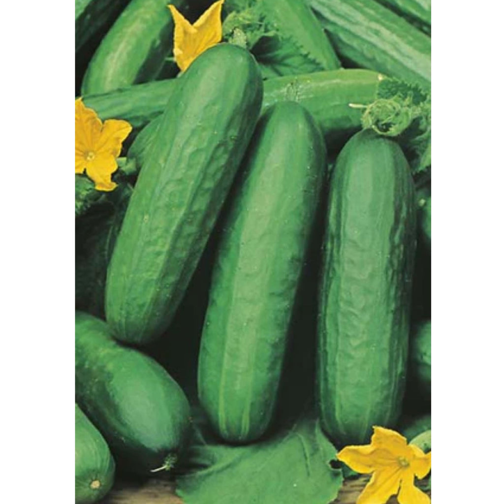 Fothergills Cucumber Lebanese