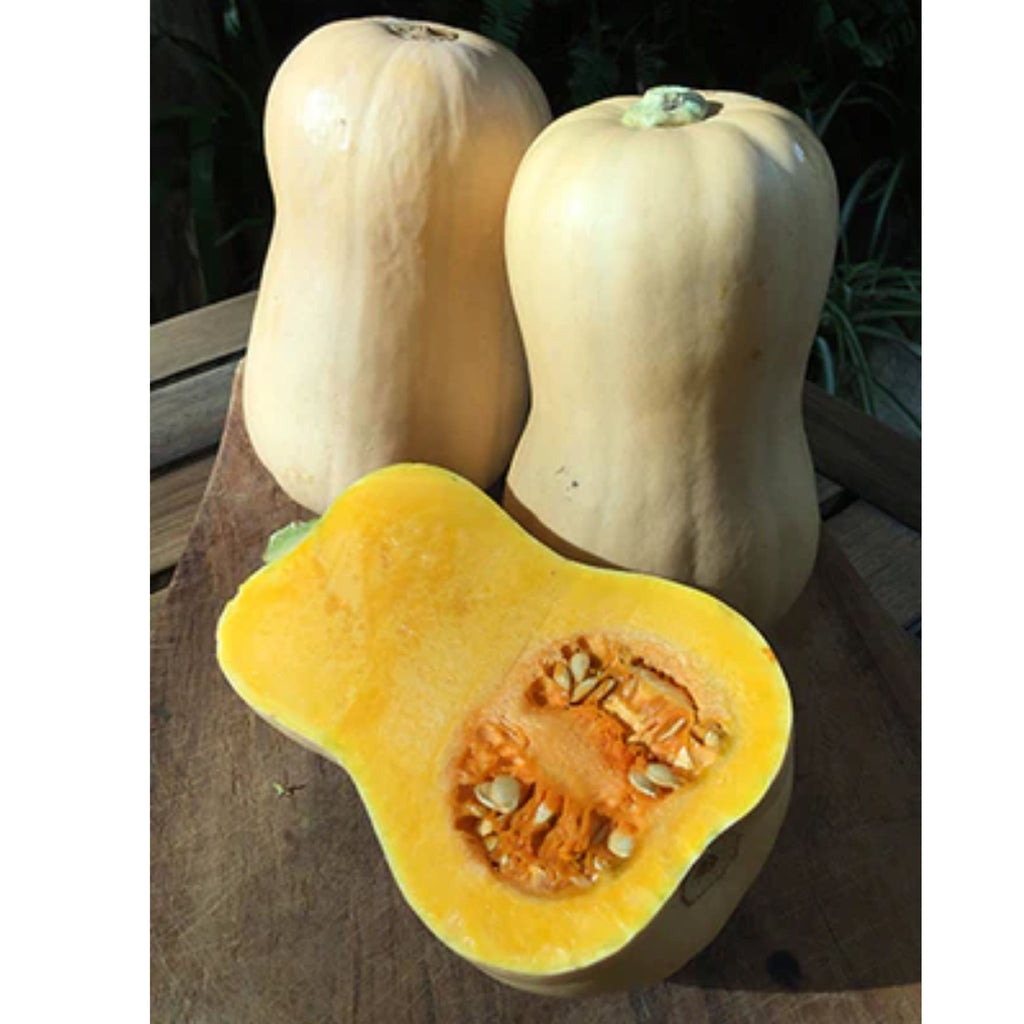 Fothergills Pumpkin Butternut